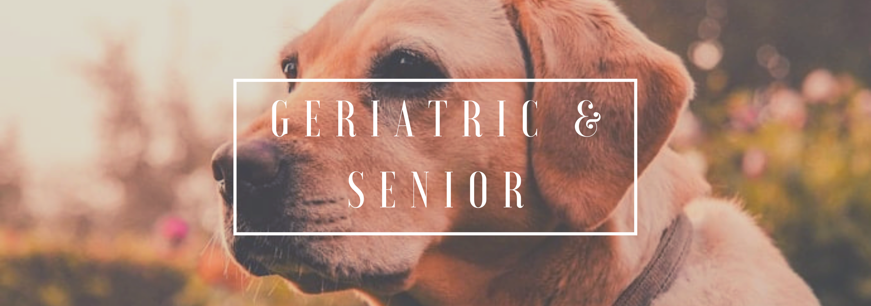 geriatric & senior pet care
