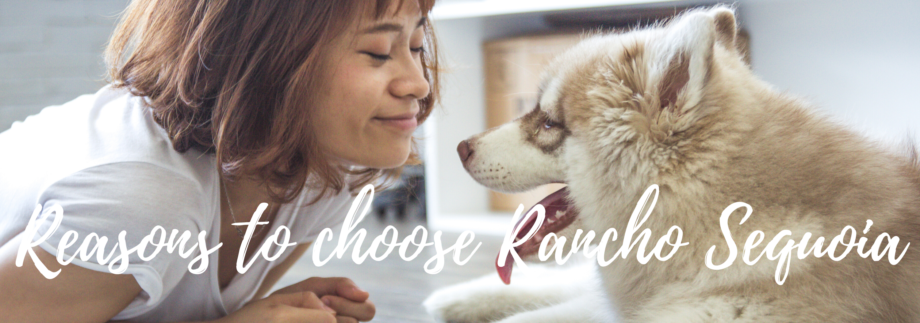 Why Choose Rancho Sequoia | Veterinarian in Simi Valley, CA | Rancho  Sequoia Veterinary Hospital
